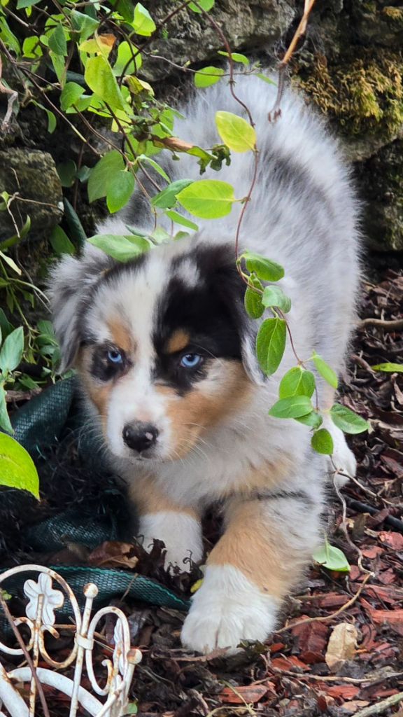 De L'amour De L'arche de Noëlle - Chiot disponible  - Berger Australien