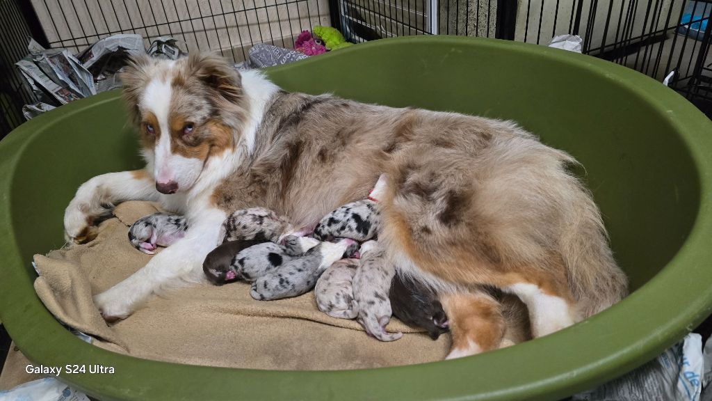 chiot Berger Australien De L'amour De L'arche de Noëlle