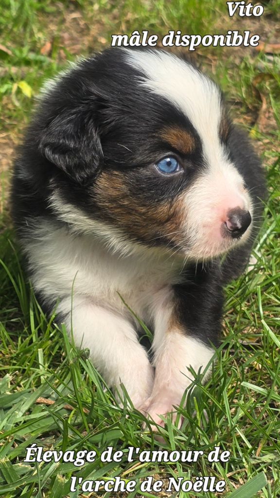 De L'amour De L'arche de Noëlle - Chiot disponible  - Berger Australien