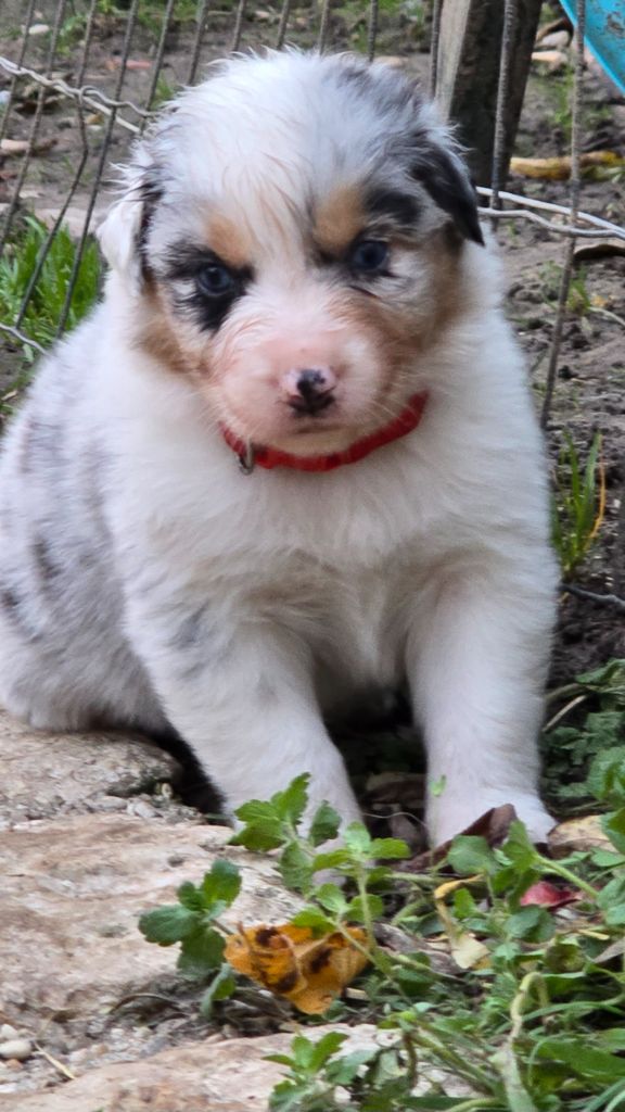 De L'amour De L'arche de Noëlle - Chiot disponible  - Berger Australien