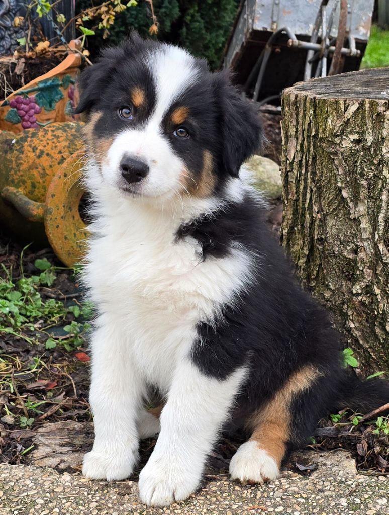 De L'amour De L'arche de Noëlle - Chiot disponible  - Berger Australien