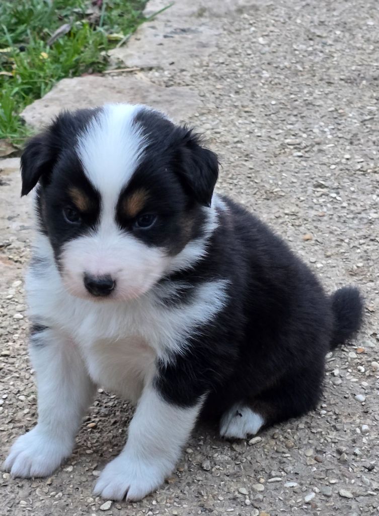 De L'amour De L'arche de Noëlle - Chiot disponible  - Berger Australien