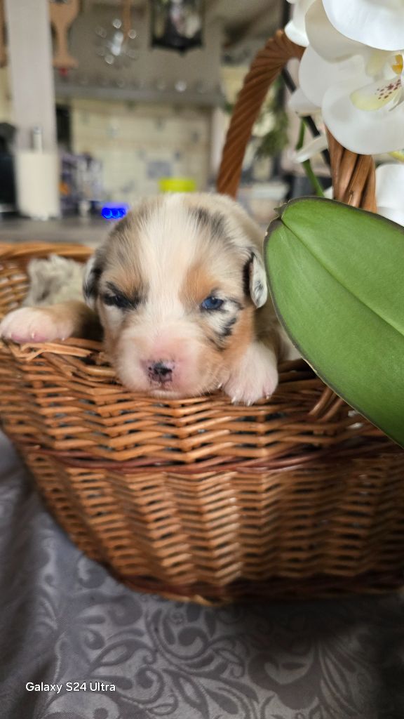 De L'amour De L'arche de Noëlle - Chiot disponible  - Berger Australien