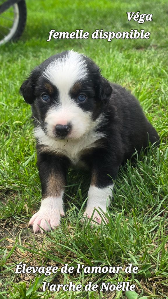 De L'amour De L'arche de Noëlle - Chiot disponible  - Berger Australien