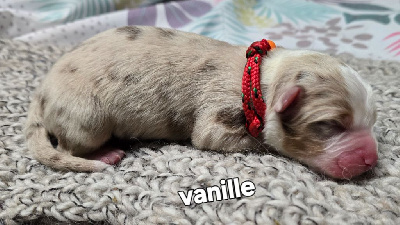 Vanille