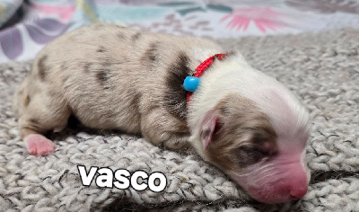 Vasco