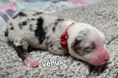 Venus