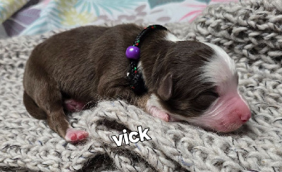 Vick