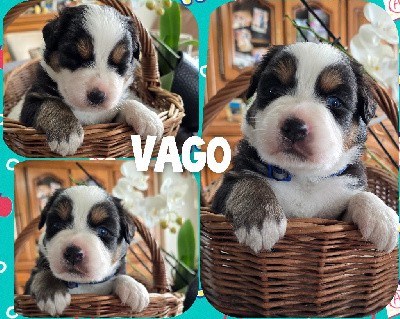 Vago