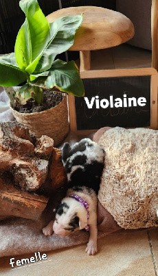 Violaine