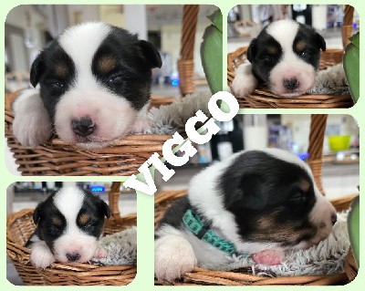 Viggo