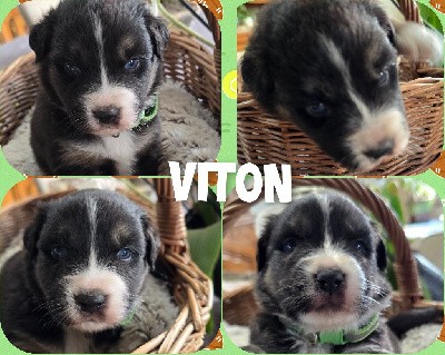 Viton