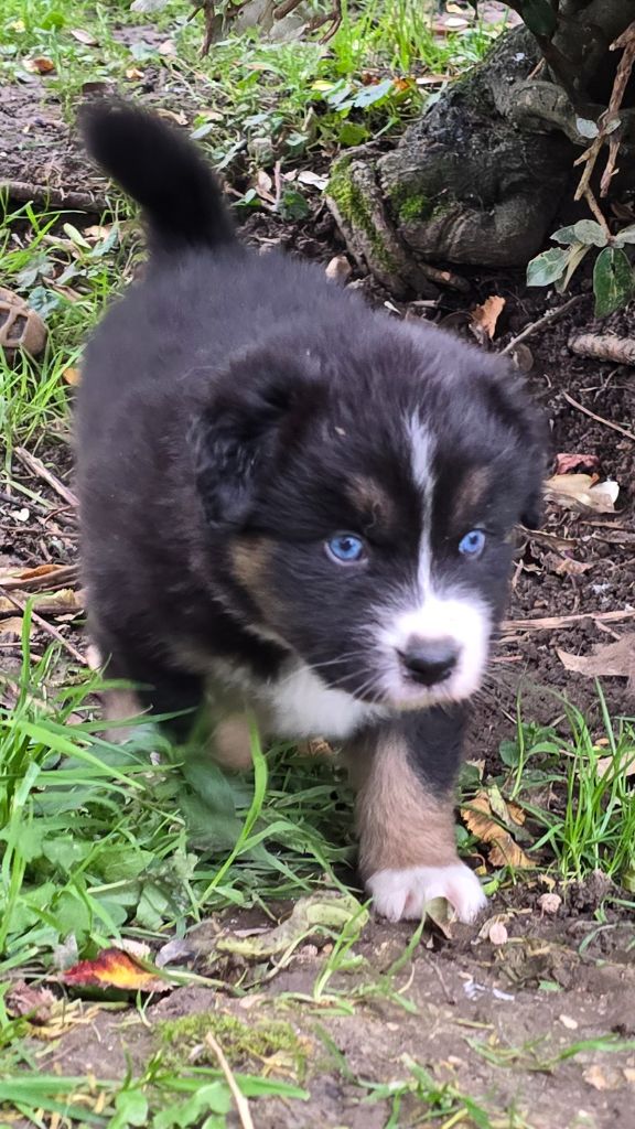 De L'amour De L'arche de Noëlle - Chiot disponible  - Berger Australien