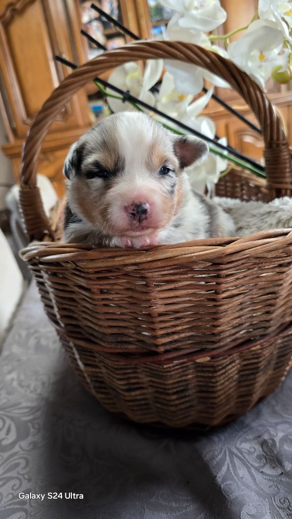 De L'amour De L'arche de Noëlle - Chiot disponible  - Berger Australien