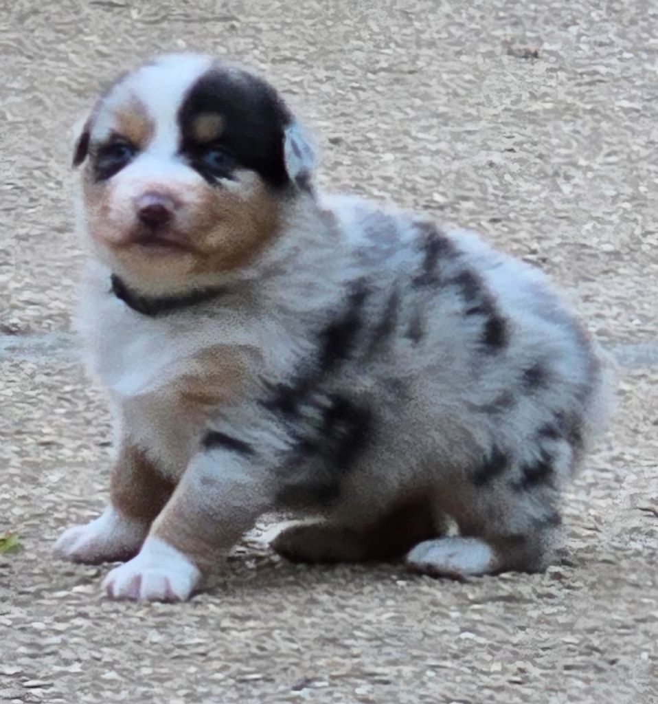 De L'amour De L'arche de Noëlle - Chiot disponible  - Berger Australien