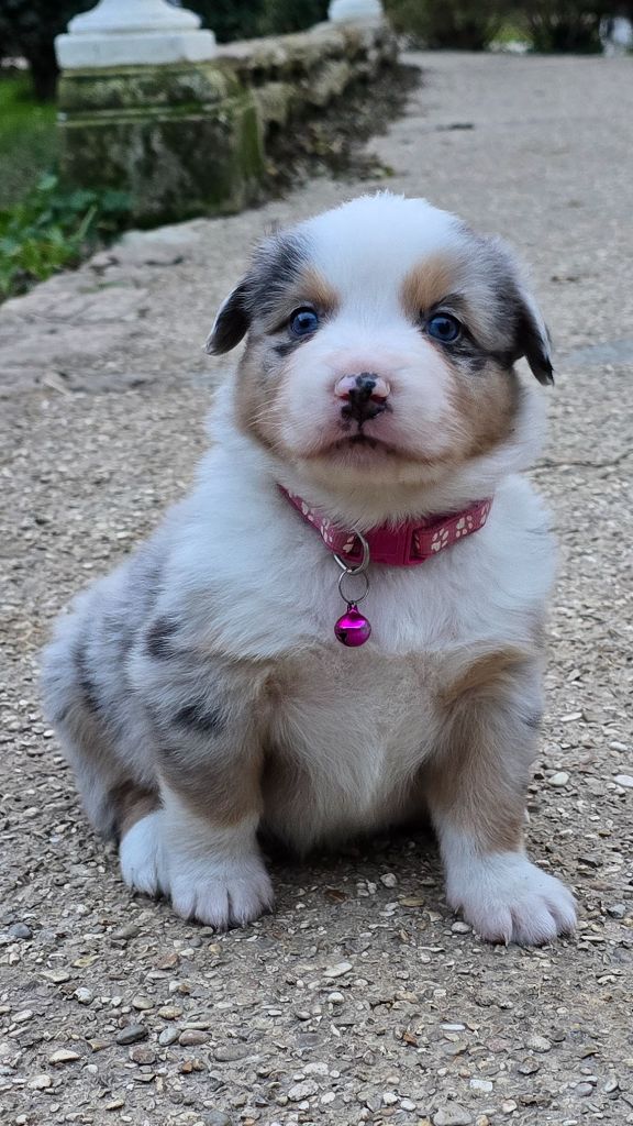 De L'amour De L'arche de Noëlle - Chiot disponible  - Berger Australien