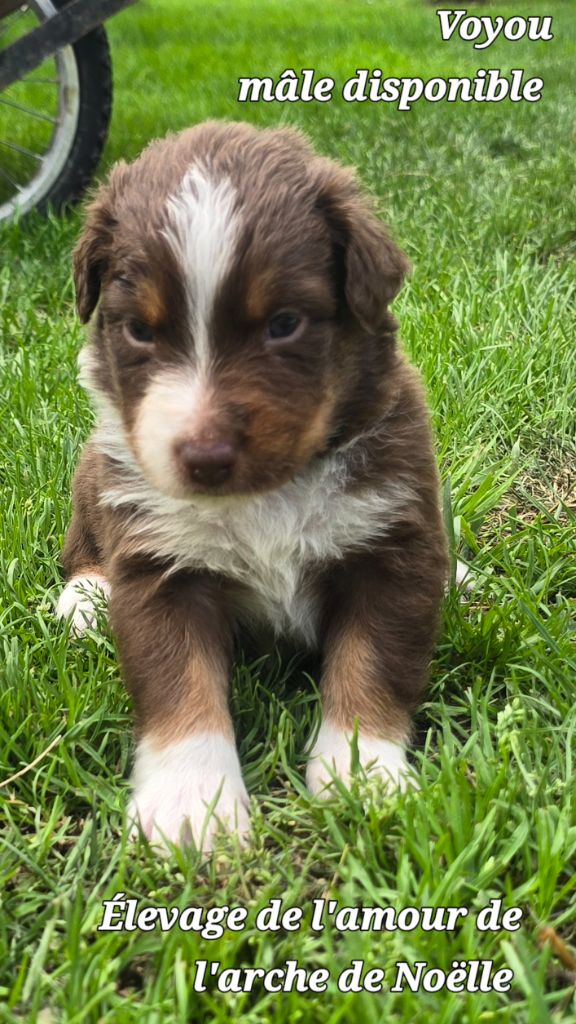 De L'amour De L'arche de Noëlle - Chiot disponible  - Berger Australien