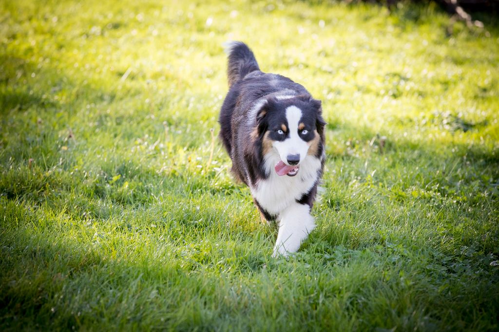 Saphir De L'amour De L'arche de Noëlle