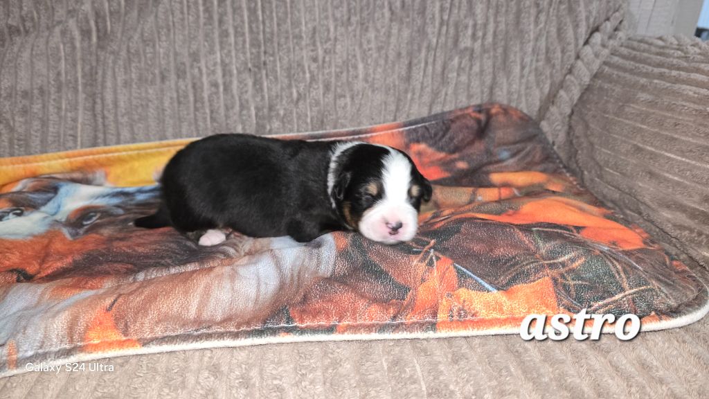 De L'amour De L'arche de Noëlle - Chiots disponibles - Berger Australien