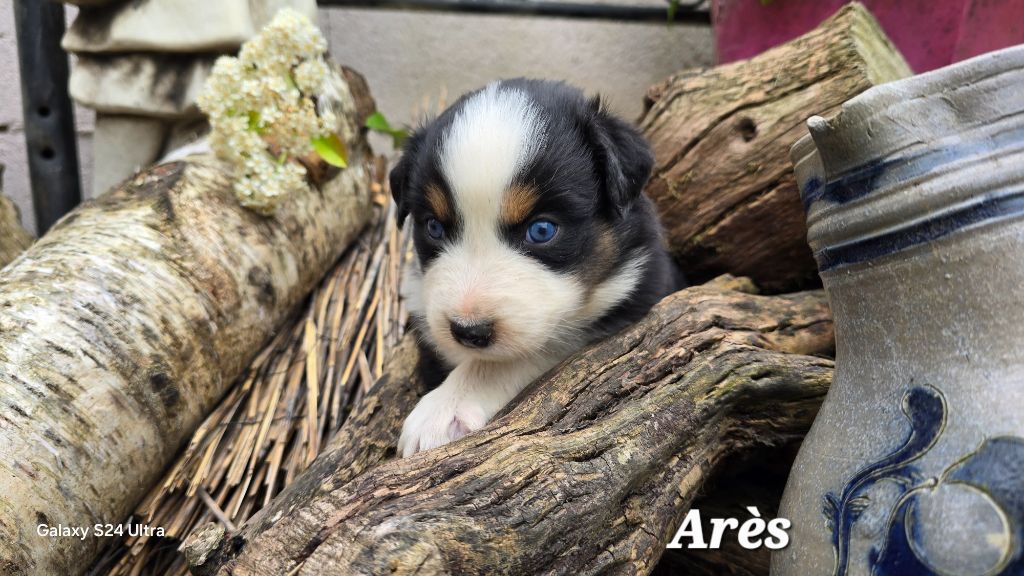 De L'amour De L'arche de Noëlle - Chiots disponibles - Berger Australien
