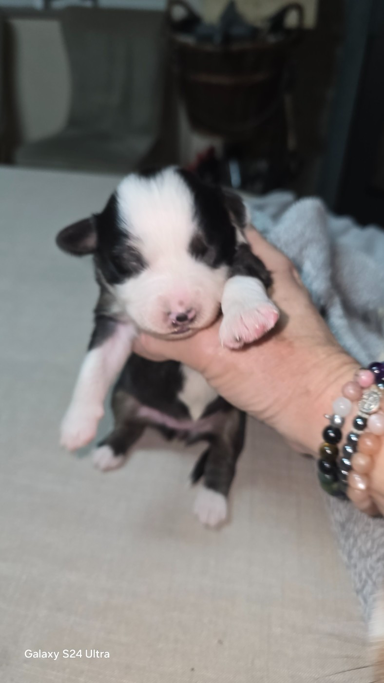 De L'amour De L'arche de Noëlle - Chiots disponibles - Berger Australien