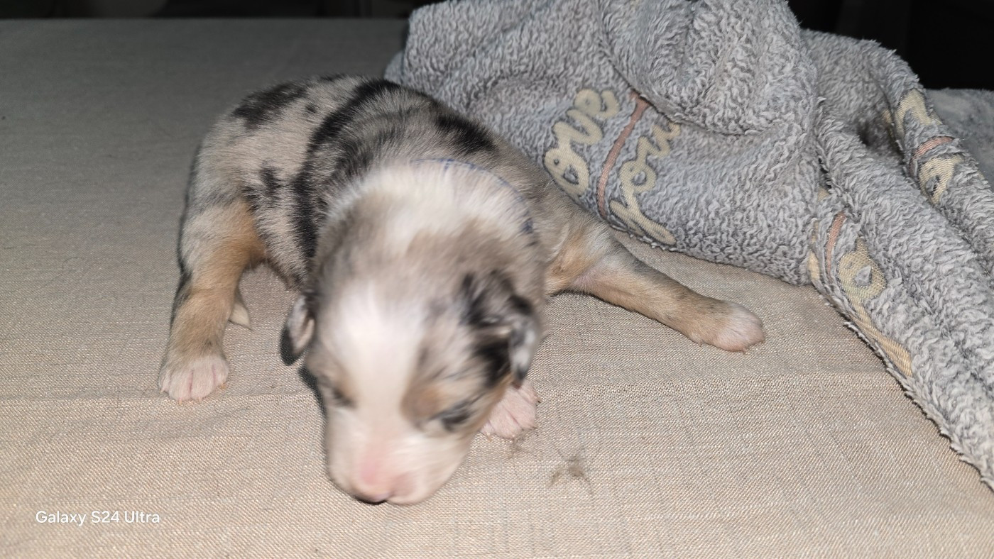 De L'amour De L'arche de Noëlle - Chiots disponibles - Berger Australien