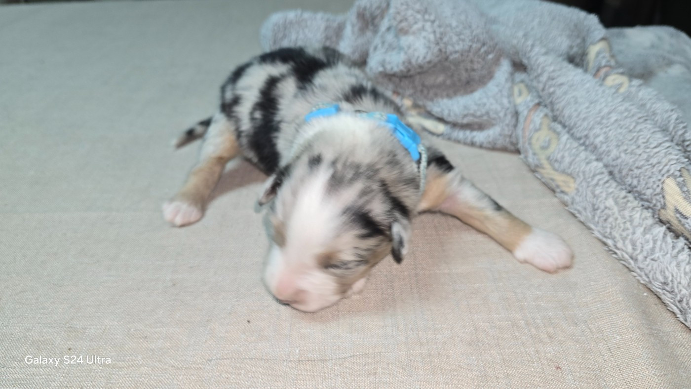 De L'amour De L'arche de Noëlle - Chiots disponibles - Berger Australien