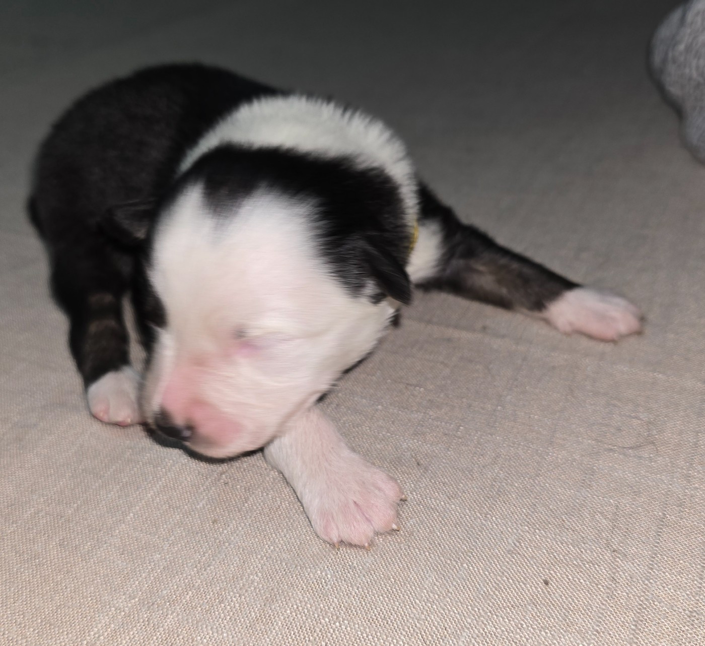 De L'amour De L'arche de Noëlle - Chiots disponibles - Berger Australien