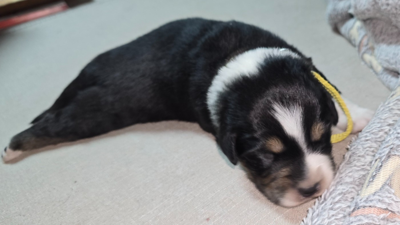 De L'amour De L'arche de Noëlle - Chiots disponibles - Berger Australien