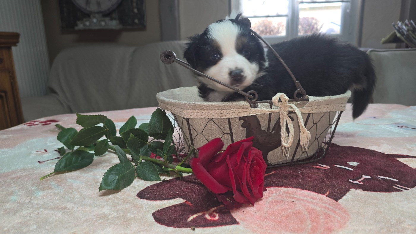 De L'amour De L'arche de Noëlle - Chiots disponibles - Berger Australien