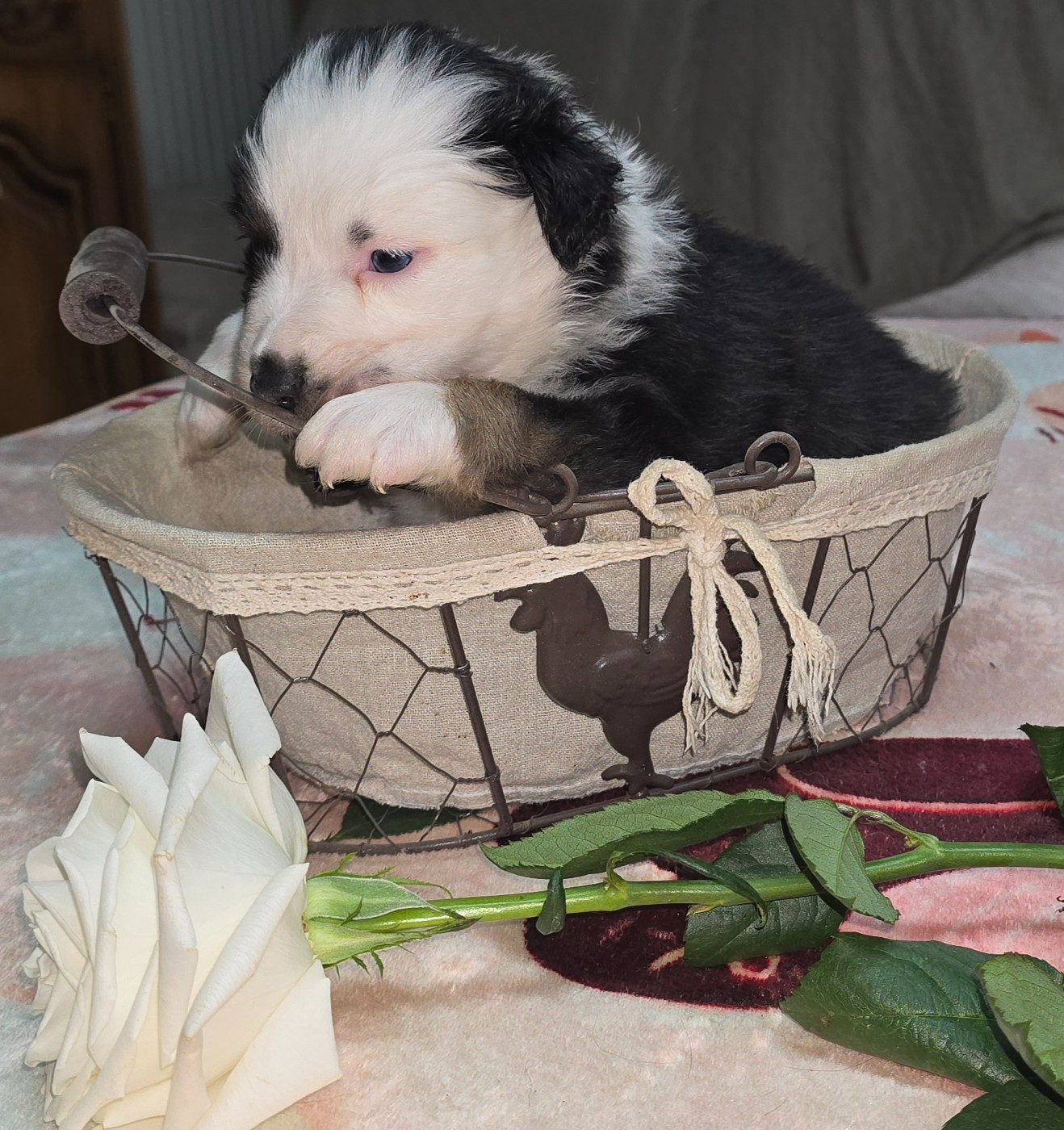 De L'amour De L'arche de Noëlle - Chiots disponibles - Berger Australien