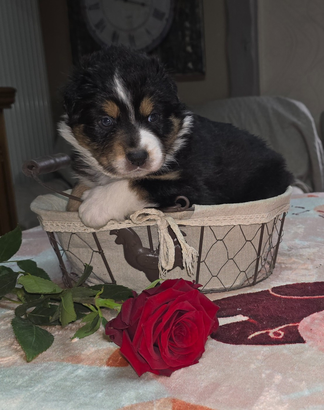 De L'amour De L'arche de Noëlle - Chiots disponibles - Berger Australien