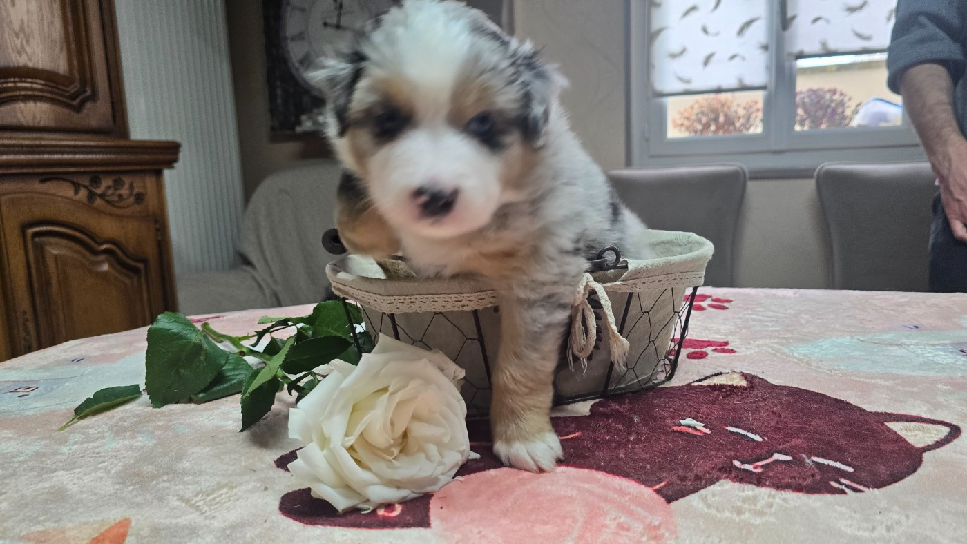 De L'amour De L'arche de Noëlle - Chiots disponibles - Berger Australien