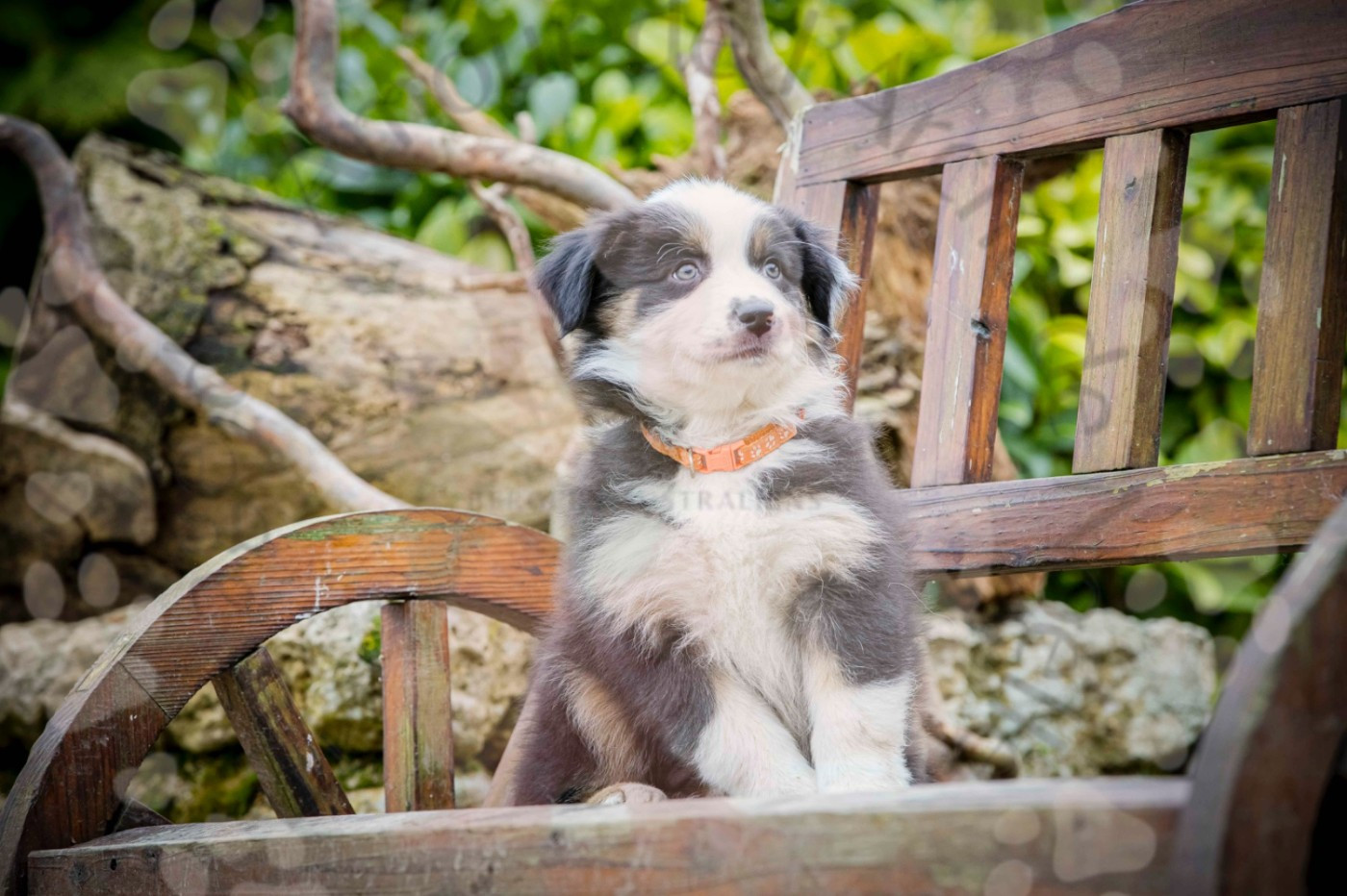 De L'amour De L'arche de Noëlle - Chiots disponibles - Berger Australien