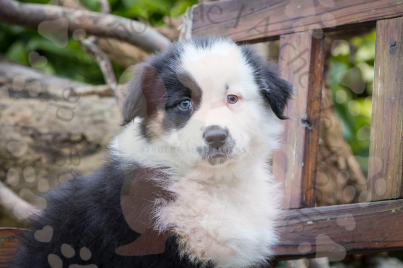 De L'amour De L'arche de Noëlle - Chiots disponibles - Berger Australien