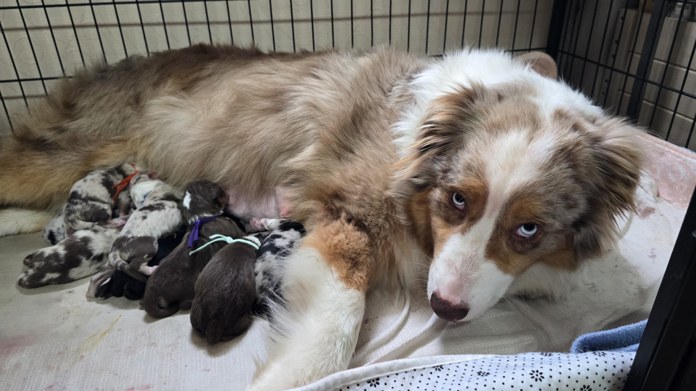 Chiot Berger Australien De L'amour De L'arche de Noëlle