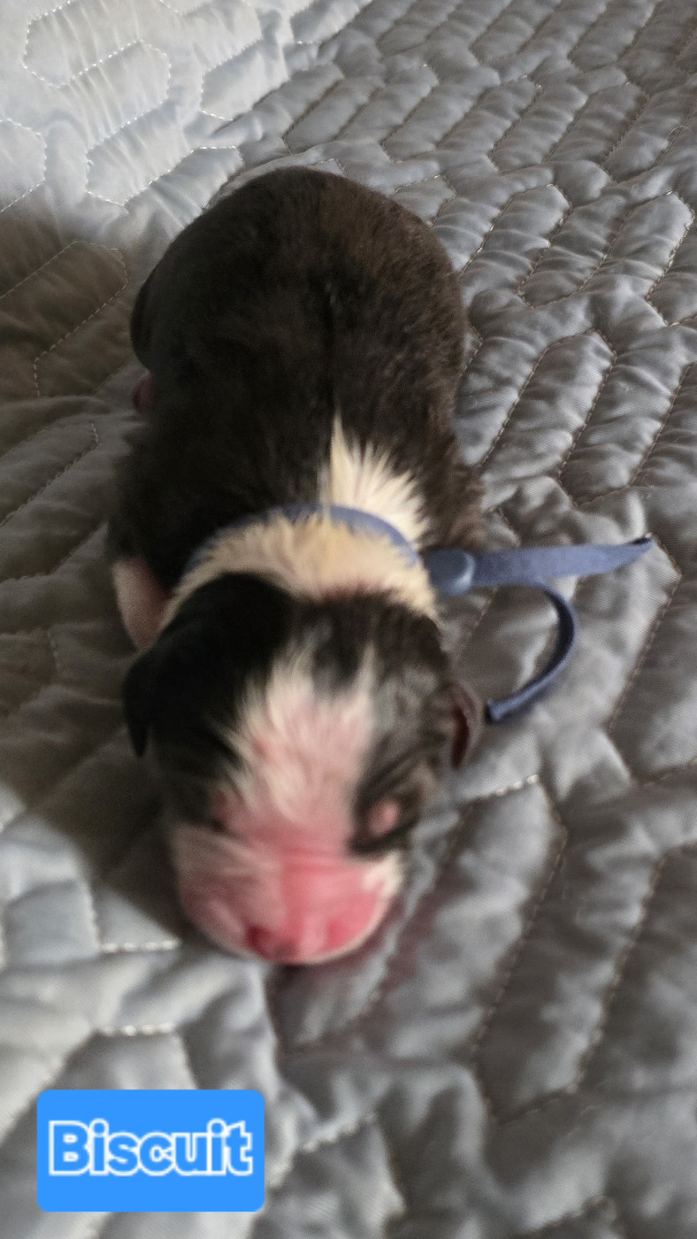 De L'amour De L'arche de Noëlle - Chiots disponibles - Berger Australien