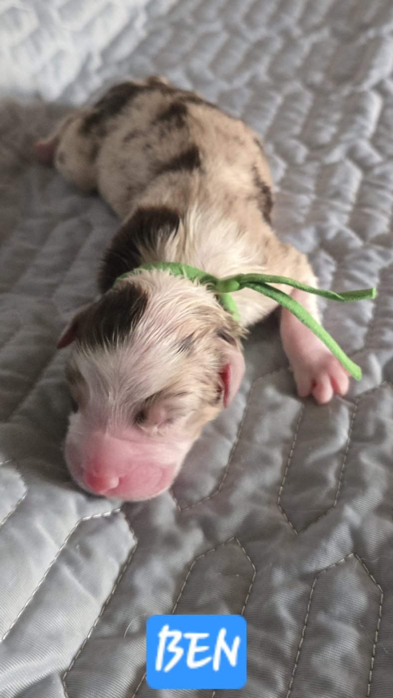 De L'amour De L'arche de Noëlle - Chiots disponibles - Berger Australien