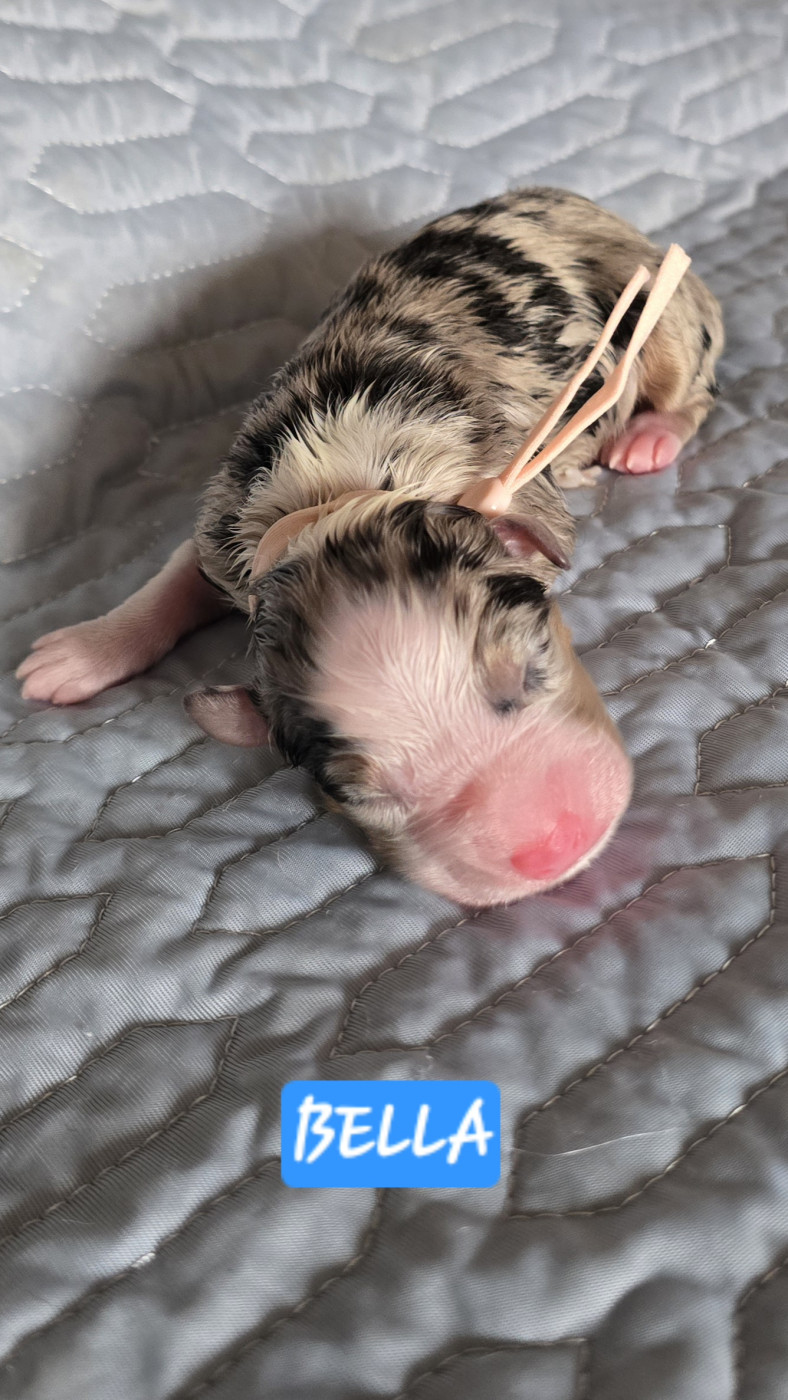 De L'amour De L'arche de Noëlle - Chiots disponibles - Berger Australien