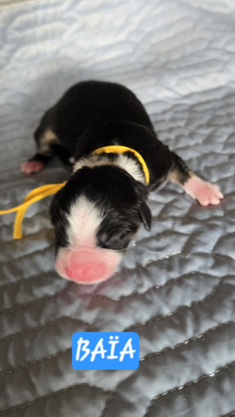 De L'amour De L'arche de Noëlle - Chiots disponibles - Berger Australien