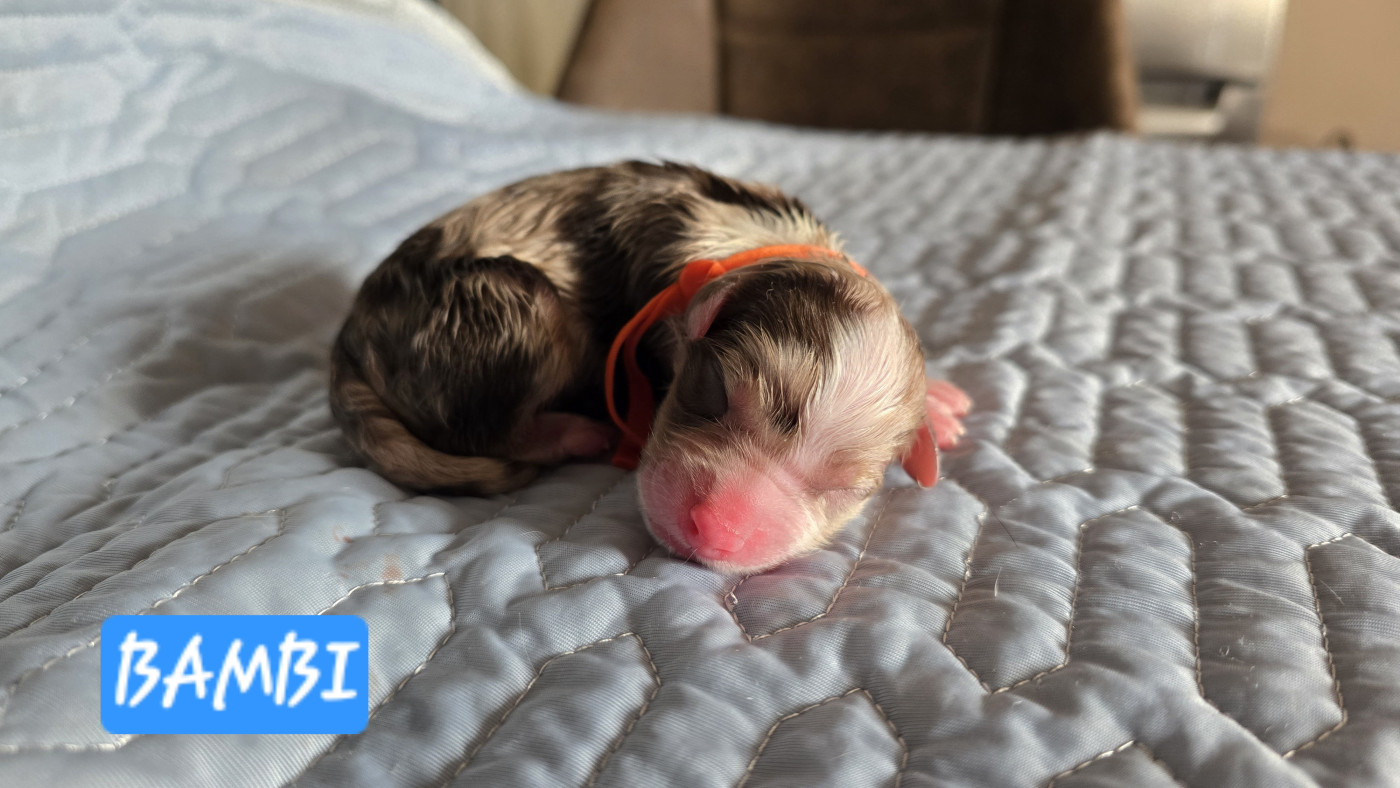 De L'amour De L'arche de Noëlle - Chiots disponibles - Berger Australien