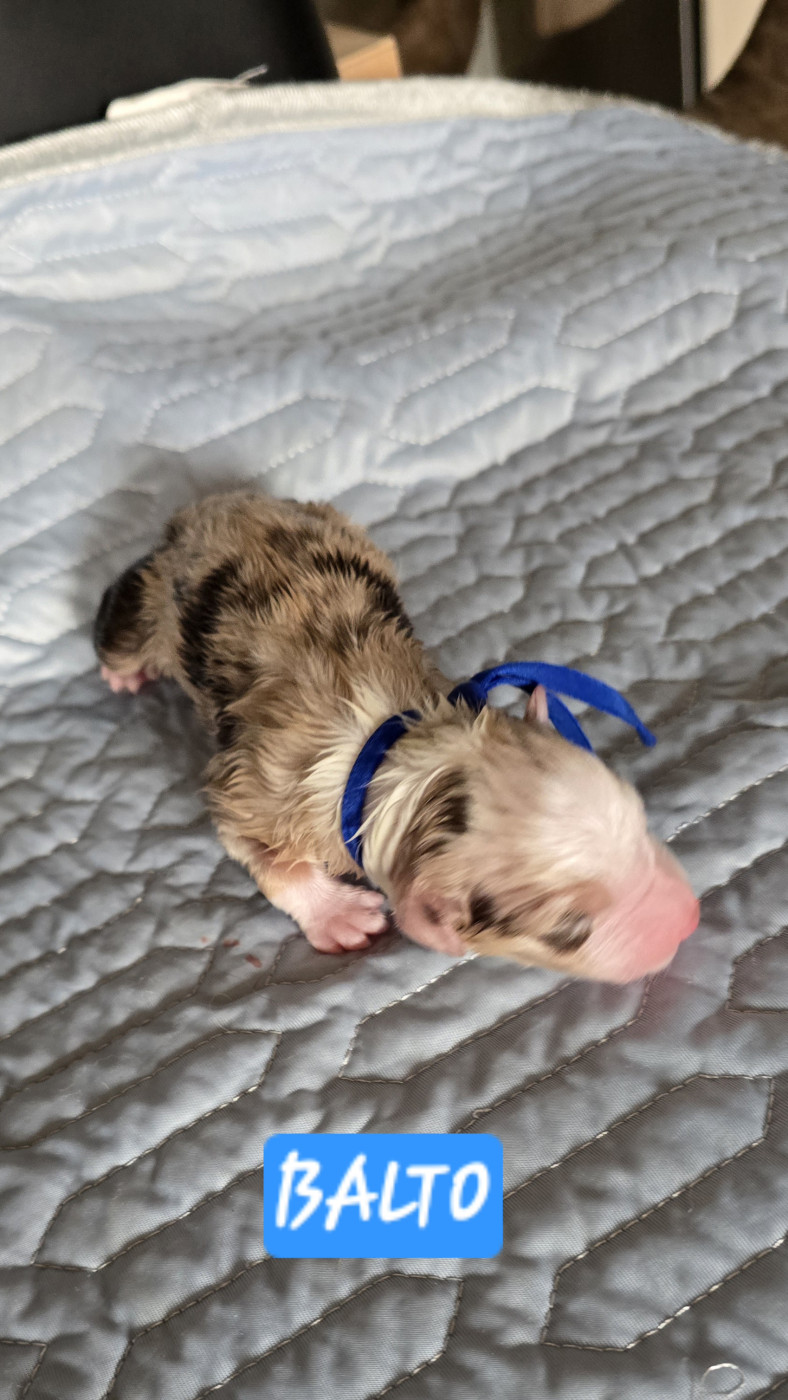 De L'amour De L'arche de Noëlle - Chiots disponibles - Berger Australien