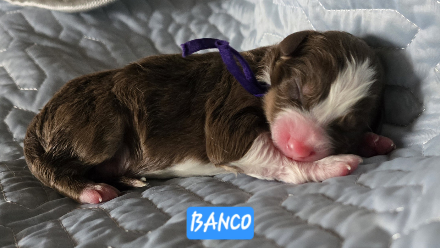 De L'amour De L'arche de Noëlle - Chiots disponibles - Berger Australien