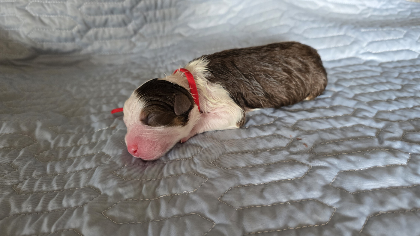 De L'amour De L'arche de Noëlle - Chiots disponibles - Berger Australien