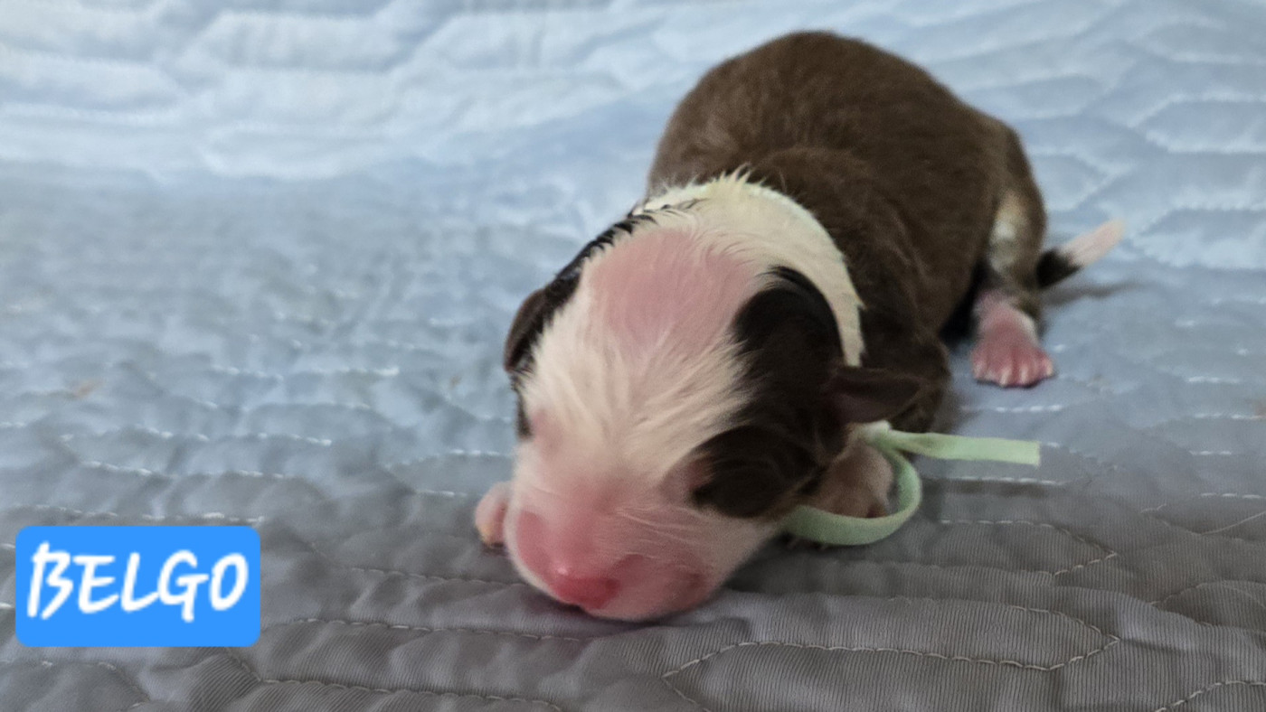 De L'amour De L'arche de Noëlle - Chiots disponibles - Berger Australien