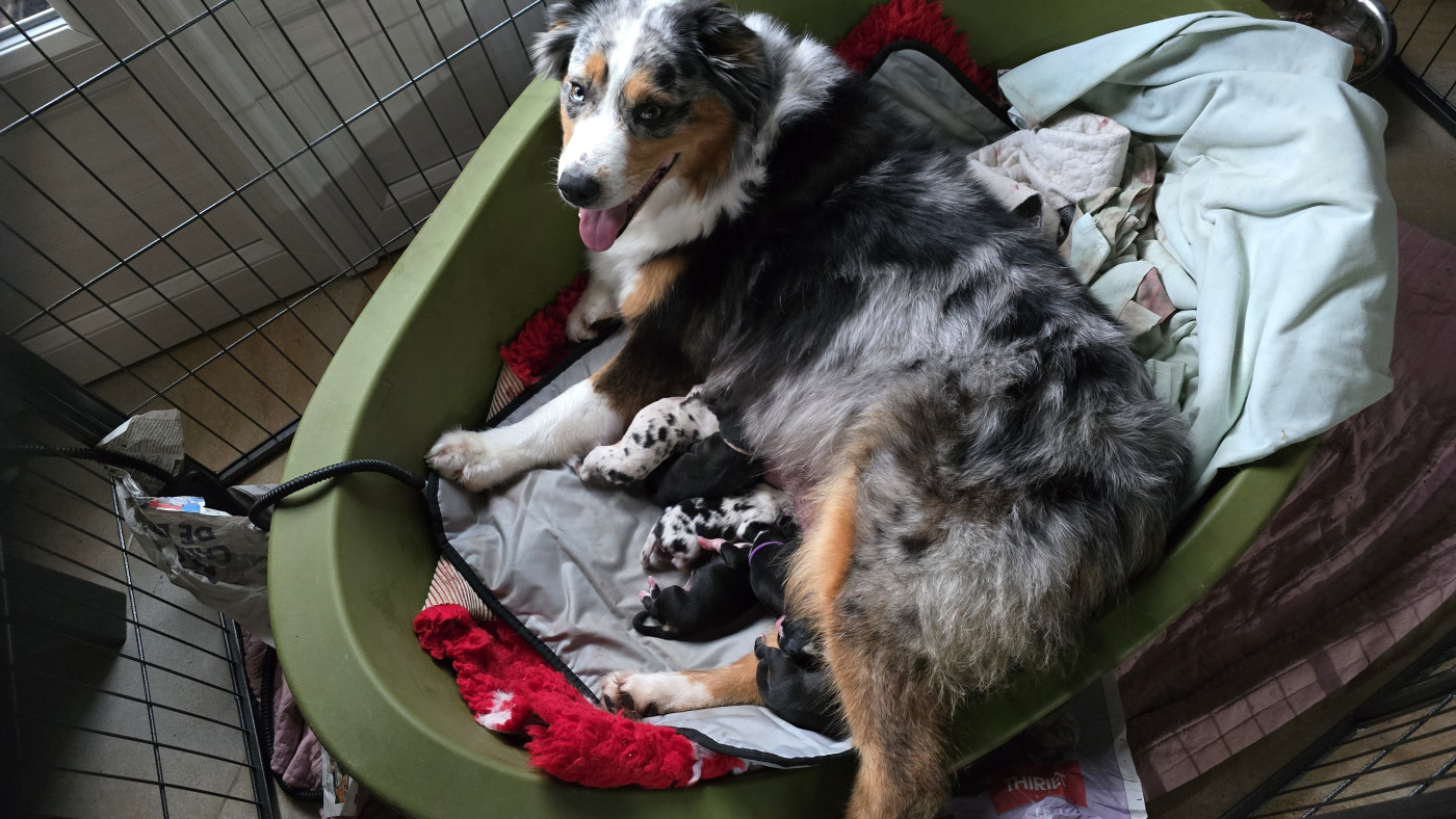 Chiot Berger Australien De L'amour De L'arche de Noëlle