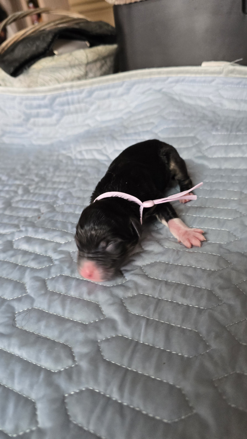 De L'amour De L'arche de Noëlle - Chiots disponibles - Berger Australien