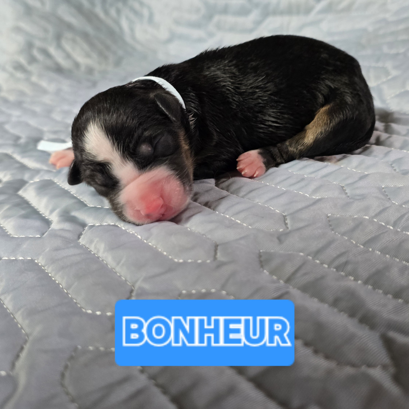 De L'amour De L'arche de Noëlle - Chiots disponibles - Berger Australien