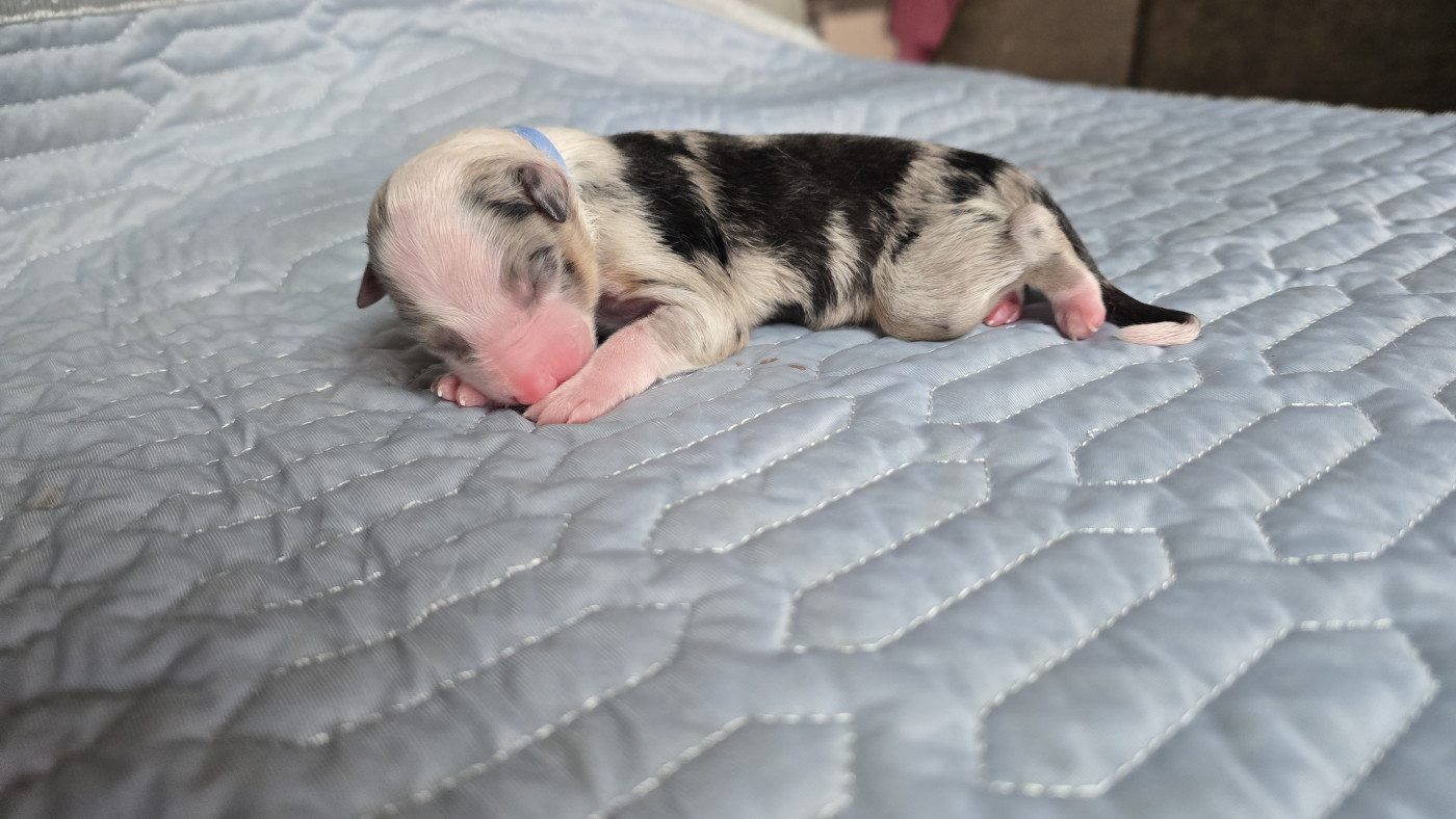 De L'amour De L'arche de Noëlle - Chiots disponibles - Berger Australien