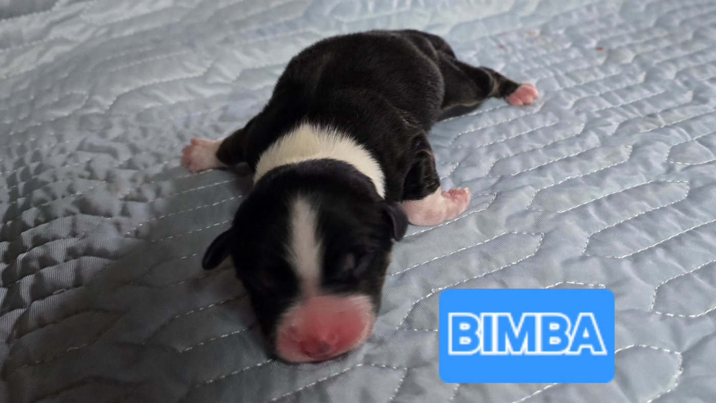 De L'amour De L'arche de Noëlle - Chiots disponibles - Berger Australien